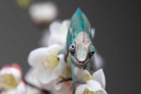 Holdbacks/Individuals: Nosy Be group from "Dr Noonien Song" x "Pinaq" - Hatched: July 2025 - Male #1