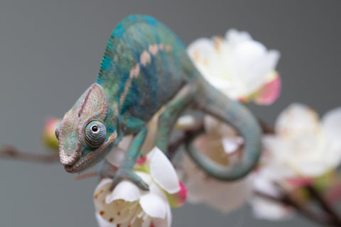 Holdbacks/Individuals: Nosy Be group from "Dr Noonien Song" x "Pinaq" - Hatched: July 2025 - Male #1