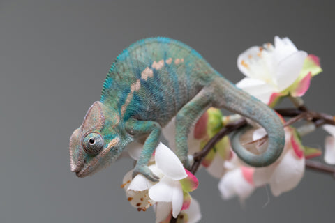 Holdbacks/Individuals: Nosy Be group from "Dr Noonien Song" x "Pinaq" - Hatched: July 2025 - Male #1