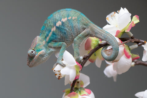 Holdbacks/Individuals: Nosy Be group from "Dr Noonien Song" x "Pinaq" - Hatched: July 2025 - Male #1