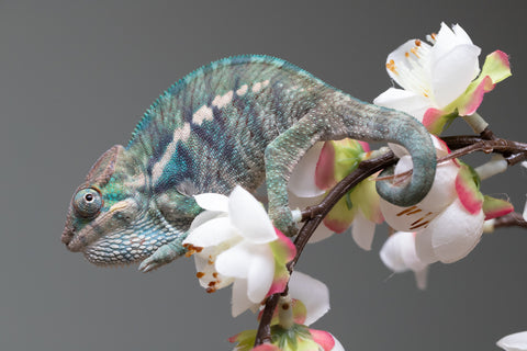 Holdbacks/Individuals: Nosy Be group from "Dr Noonien Song" x "Pinaq" - Hatched: July 2025 - Male #1