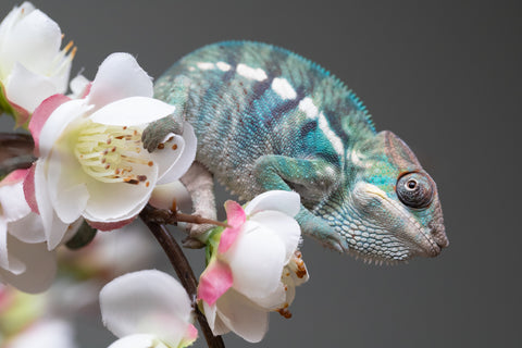 Holdbacks/Individuals: Nosy Be group from "Dr Noonien Song" x "Pinaq" - Hatched: July 2025 - Male #1