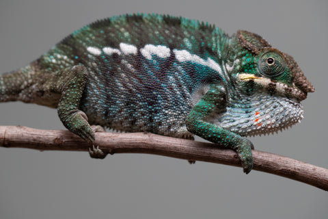 Holdbacks/Individuals: Nosy Be group from "Dr Noonien Song" x "Tela Vasir" - Hatched Feb 2025 - Male #2