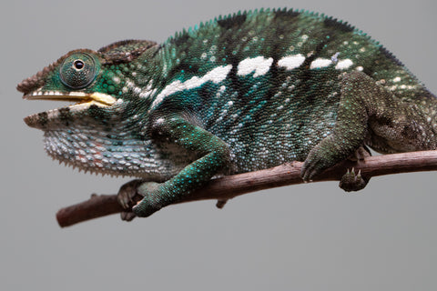 Holdbacks/Individuals: Nosy Be group from "Dr Noonien Song" x "Tela Vasir" - Hatched Feb 2025 - Male #2
