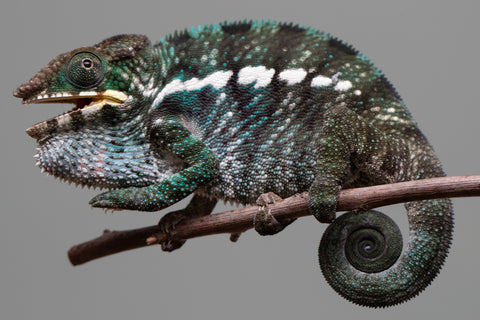 Holdbacks/Individuals: Nosy Be group from "Dr Noonien Song" x "Tela Vasir" - Hatched Feb 2025 - Male #2