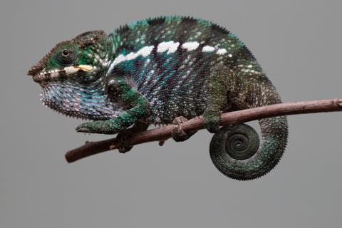 Holdbacks/Individuals: Nosy Be group from "Dr Noonien Song" x "Tela Vasir" - Hatched Feb 2025 - Male #2