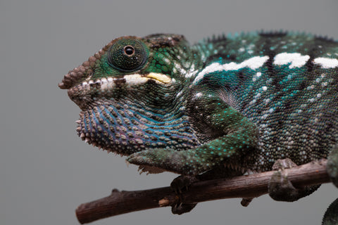 Holdbacks/Individuals: Nosy Be group from "Dr Noonien Song" x "Tela Vasir" - Hatched Feb 2025 - Male #2