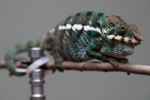 Holdbacks/Individuals: Nosy Be group from "Dr Noonien Song" x "Tela Vasir" - Hatched Feb 2025 - Male #2