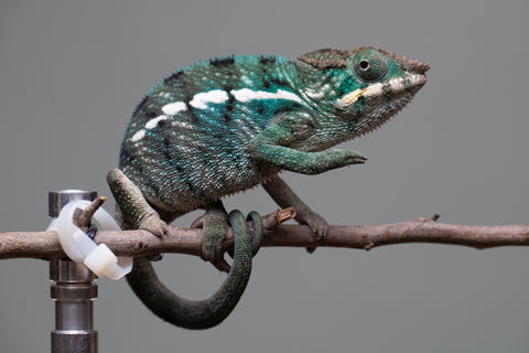 Holdbacks/Individuals: Nosy Be group from "Dr Noonien Song" x "Tela Vasir" - Hatched Feb 2025 - Male #2