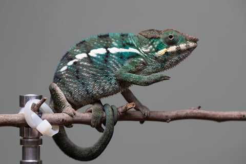 Holdbacks/Individuals: Nosy Be group from "Dr Noonien Song" x "Tela Vasir" - Hatched Feb 2025 - Male #2