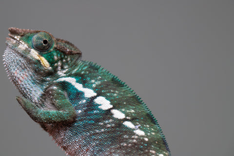 Holdbacks/Individuals: Nosy Be group from "Dr Noonien Song" x "Tela Vasir" - Hatched Feb 2025 - Male #2