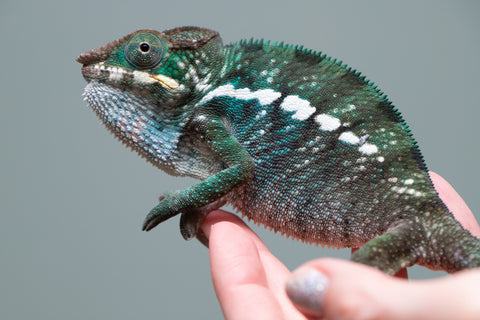 Holdbacks/Individuals: Nosy Be group from "Dr Noonien Song" x "Tela Vasir" - Hatched Feb 2025 - Male #2