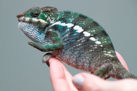 Holdbacks/Individuals: Nosy Be group from "Dr Noonien Song" x "Tela Vasir" - Hatched Feb 2025 - Male #2