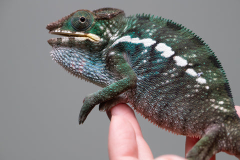 Holdbacks/Individuals: Nosy Be group from "Dr Noonien Song" x "Tela Vasir" - Hatched Feb 2025 - Male #2