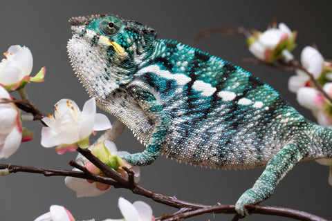 Pre-Order: Locale Cross Group From "James T Kirk"  x "Peony Baggins" - Hatched Sept - Oct 2026 - Ready Ro Ship Dec - January