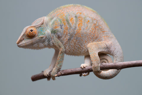 Holdbacks/Individuals: Nosy Be group from "Dr Noonien Song" x "Tela Vasir" - Hatched April 2025 - Female #1