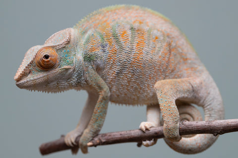 Holdbacks/Individuals: Nosy Be group from "Dr Noonien Song" x "Tela Vasir" - Hatched April 2025 - Female #1