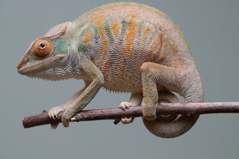 Holdbacks/Individuals: Nosy Be group from "Dr Noonien Song" x "Tela Vasir" - Hatched April 2025 - Female #1