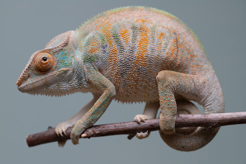 Holdbacks/Individuals: Nosy Be group from "Dr Noonien Song" x "Tela Vasir" - Hatched April 2025 - Female #1
