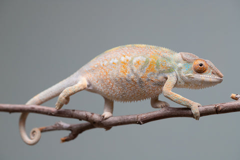 Holdbacks/Individuals: Nosy Be group from "Dr Noonien Song" x "Tela Vasir" - Hatched April 2025 - Female #1
