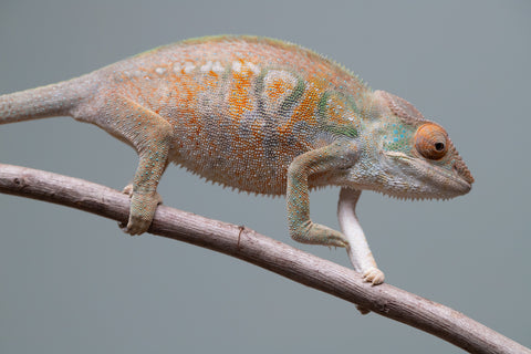 Holdbacks/Individuals: Nosy Be group from "Dr Noonien Song" x "Tela Vasir" - Hatched April 2025 - Female #1