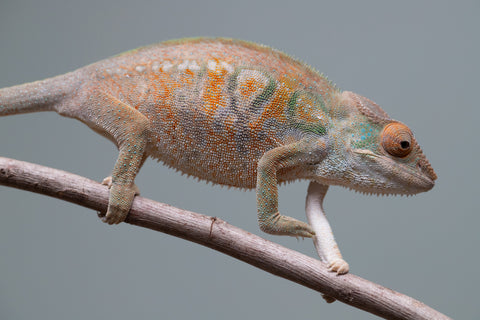 Holdbacks/Individuals: Nosy Be group from "Dr Noonien Song" x "Tela Vasir" - Hatched April 2025 - Female #1
