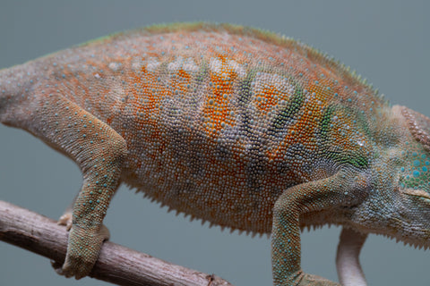 Holdbacks/Individuals: Nosy Be group from "Dr Noonien Song" x "Tela Vasir" - Hatched April 2025 - Female #1