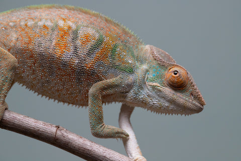 Holdbacks/Individuals: Nosy Be group from "Dr Noonien Song" x "Tela Vasir" - Hatched April 2025 - Female #1