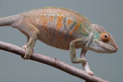 Holdbacks/Individuals: Nosy Be group from "Dr Noonien Song" x "Tela Vasir" - Hatched April 2025 - Female #1