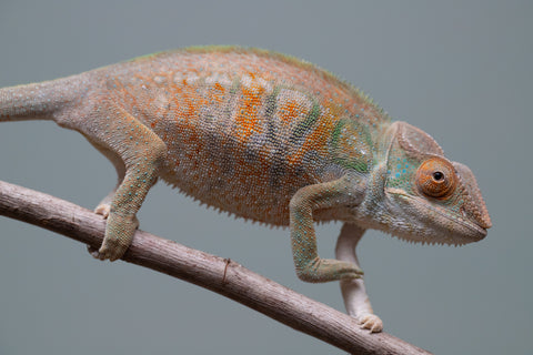 Holdbacks/Individuals: Nosy Be group from "Dr Noonien Song" x "Tela Vasir" - Hatched April 2025 - Female #1
