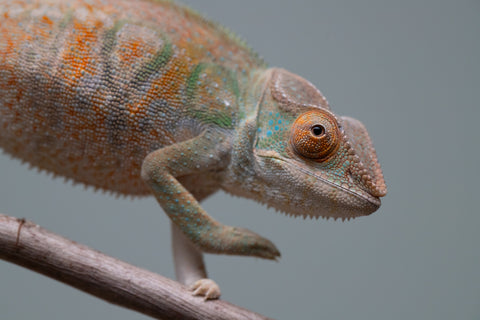Holdbacks/Individuals: Nosy Be group from "Dr Noonien Song" x "Tela Vasir" - Hatched April 2025 - Female #1