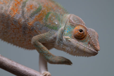 Holdbacks/Individuals: Nosy Be group from "Dr Noonien Song" x "Tela Vasir" - Hatched April 2025 - Female #1