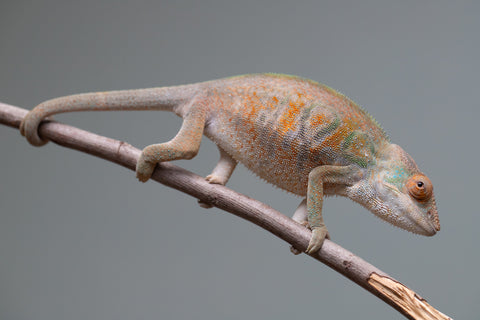 Holdbacks/Individuals: Nosy Be group from "Dr Noonien Song" x "Tela Vasir" - Hatched April 2025 - Female #1