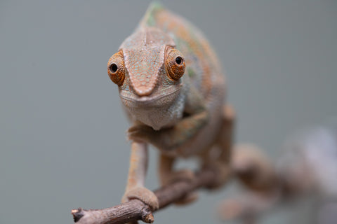 Holdbacks/Individuals: Nosy Be group from "Dr Noonien Song" x "Tela Vasir" - Hatched April 2025 - Female #1