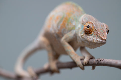 Holdbacks/Individuals: Nosy Be group from "Dr Noonien Song" x "Tela Vasir" - Hatched April 2025 - Female #1