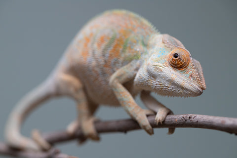 Holdbacks/Individuals: Nosy Be group from "Dr Noonien Song" x "Tela Vasir" - Hatched April 2025 - Female #1