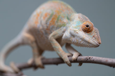 Holdbacks/Individuals: Nosy Be group from "Dr Noonien Song" x "Tela Vasir" - Hatched April 2025 - Female #1