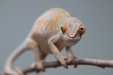 Holdbacks/Individuals: Nosy Be group from "Dr Noonien Song" x "Tela Vasir" - Hatched April 2025 - Female #1