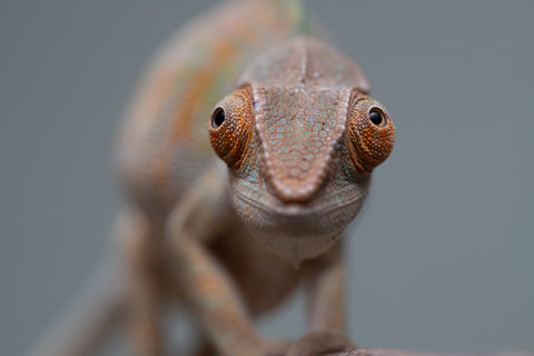 Holdbacks/Individuals: Nosy Be group from "Dr Noonien Song" x "Tela Vasir" - Hatched April 2025 - Female #1