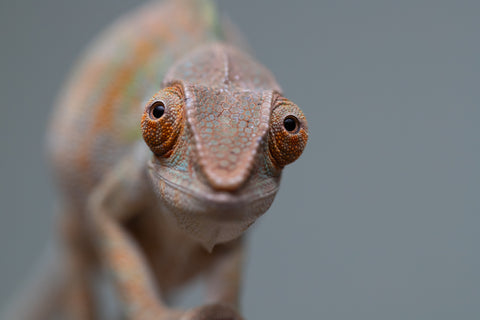 Holdbacks/Individuals: Nosy Be group from "Dr Noonien Song" x "Tela Vasir" - Hatched April 2025 - Female #1