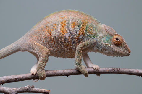 Holdbacks/Individuals: Nosy Be group from "Dr Noonien Song" x "Tela Vasir" - Hatched April 2025 - Female #1