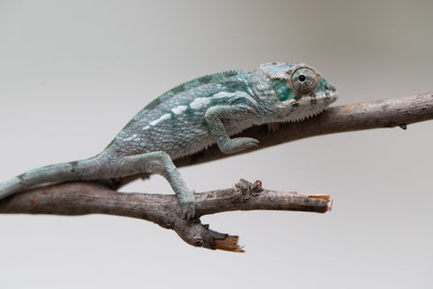Holdbacks/Individuals: Nosy Be group from "Dr Noonien Song" x "Tela Vasir" - Hatched May - June 2025 - Male #1