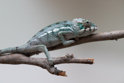 Holdbacks/Individuals: Nosy Be group from "Dr Noonien Song" x "Tela Vasir" - Hatched May - June 2025 - Male #1