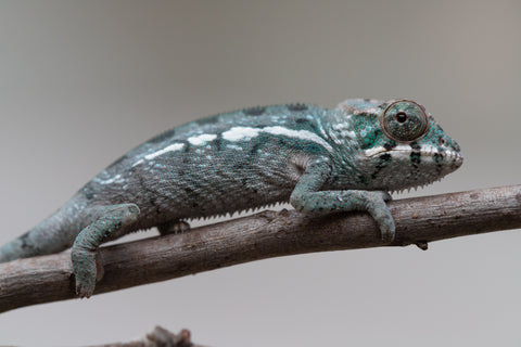 Holdbacks/Individuals: Nosy Be group from "Dr Noonien Song" x "Tela Vasir" - Hatched May - June 2025 - Male #1