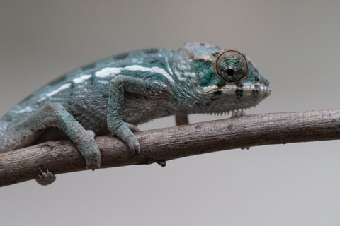 Holdbacks/Individuals: Nosy Be group from "Dr Noonien Song" x "Tela Vasir" - Hatched May - June 2025 - Male #1