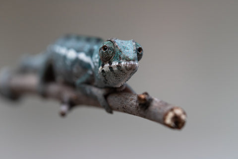 Holdbacks/Individuals: Nosy Be group from "Dr Noonien Song" x "Tela Vasir" - Hatched May - June 2025 - Male #1