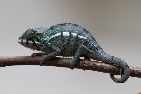 Holdbacks/Individuals: Nosy Be group from "Dr Noonien Song" x "Tela Vasir" - Hatched May - June 2025 - Male #1