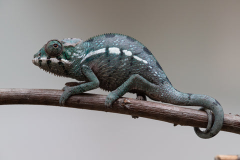 Holdbacks/Individuals: Nosy Be group from "Dr Noonien Song" x "Tela Vasir" - Hatched May - June 2025 - Male #1