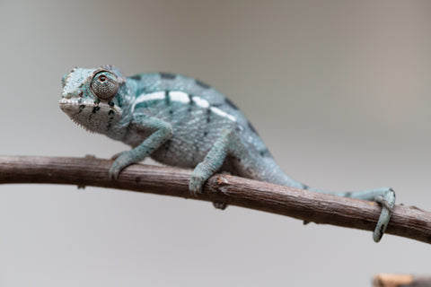 Holdbacks/Individuals: Nosy Be group from "Dr Noonien Song" x "Tela Vasir" - Hatched May - June 2025 - Male #1