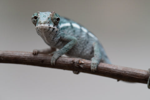 Holdbacks/Individuals: Nosy Be group from "Dr Noonien Song" x "Tela Vasir" - Hatched May - June 2025 - Male #1